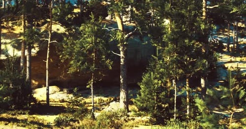 Exploring a Tranquil Forest Landscape with Tall Trees and Boulders