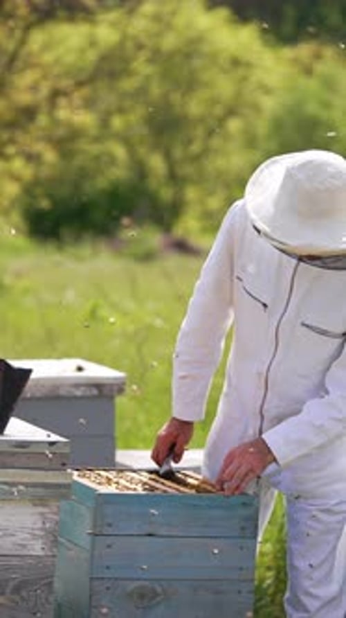 Beekeeping worker in protective uniform. Man beekeeper in uniform working on beehive field.