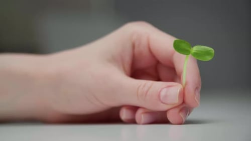 Hand Holding a Delicate Green Sprout