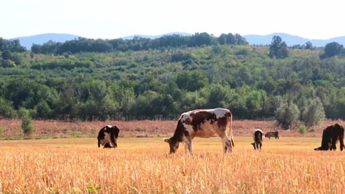 Kühe auf einem Feld an einem sonnigen Tag