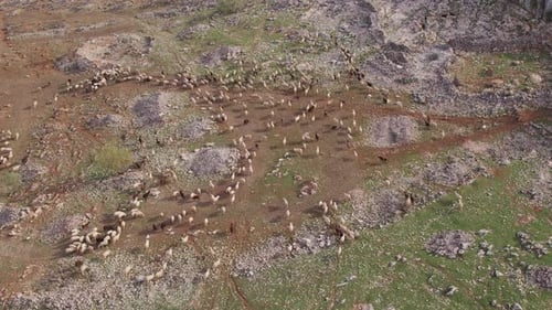 Flock of sheep grazing on the mountain. Aerial view of flock of sheep running around.