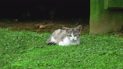 Cute Calico cat with green eyes sitting on grass. Small sleepy tricolor cat sits on grass. Kitten wi