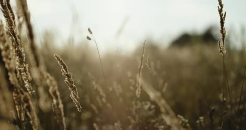 Tall Grass Blowing Gently in Rural Field