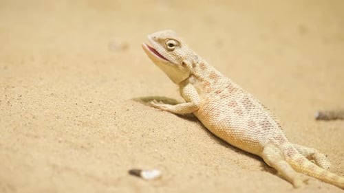 Desert Lizard Resting on Sand