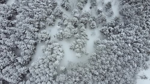 aerial view of the snowy forest