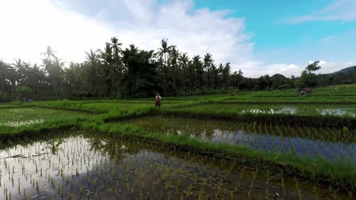 Drone crash on a rice field when local indonesian worker grows rice