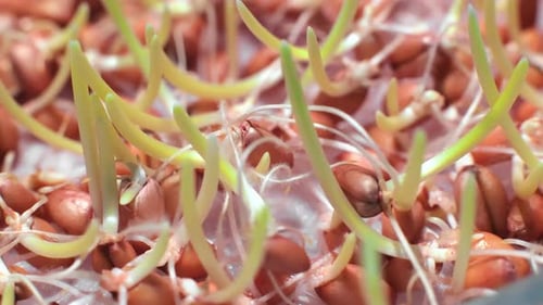 Wheat Seeds Germinating and Sprouting in Time-Lapse