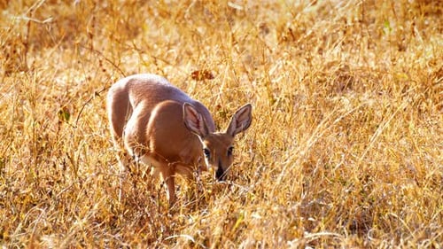 Cerf Steinbuck se nourrissant dans l'herbe