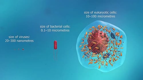 Size Of Viruses