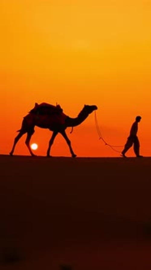 Vidéo verticale Cameliers, conducteurs de chameaux au coucher du soleil. Désert du Thar au coucher du soleil Jaisalmer, Rajasthan, Inde.