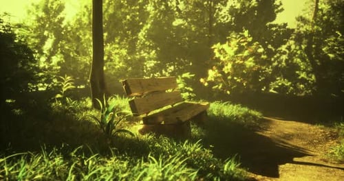 Serene Park Setting with Bench Surrounded By Lush Greenery at Golden Hour