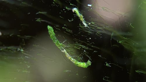 La
larva de un insecto acuático se da la vuelta dentro de su tubo protector.