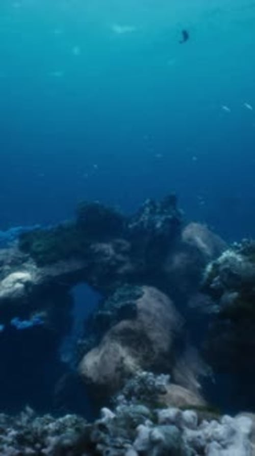 Shallow Ocean Floor with Coral Reef and Fish