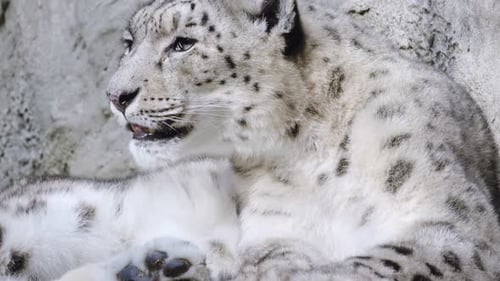 Portrait of a snow leopard close up on a stone background
