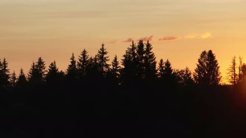Scenic Forest Silhouette at Sunset with Glowing Sun on the Horizon Warm Orange Sky and Tall Pine
