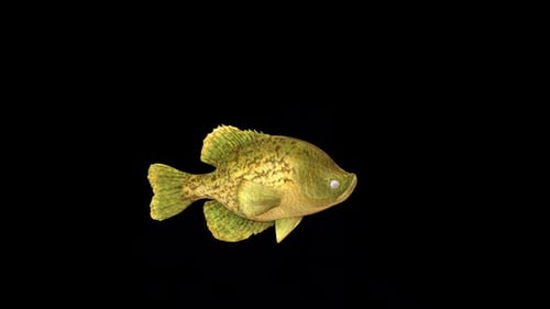Crappies Fish Swim
