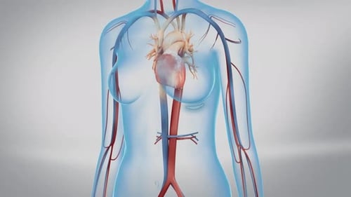 Human Heart and Cardiovascular System 3D Animation