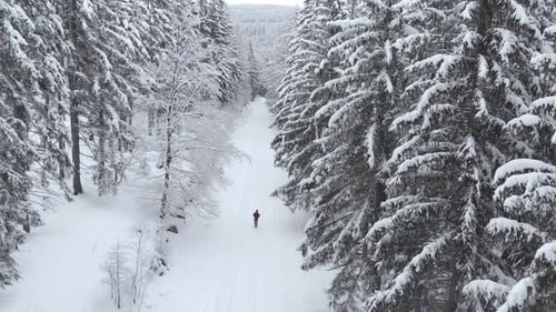 Luftbild mit Blick auf einen Trail mit laufendem Mann inmitten schneebedeckter Bäume und verschneiter Wälder, o