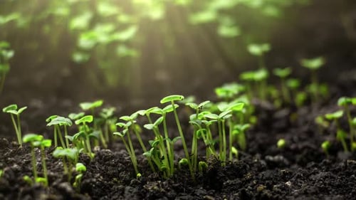 Tiny Green Sprouts Emerging in Sunlight