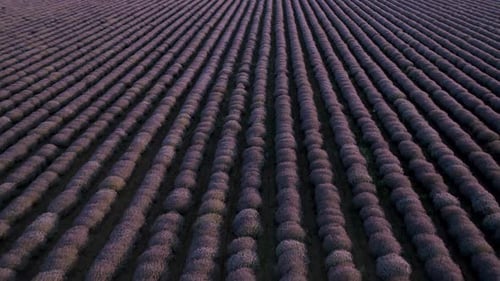 Drone flight above blossoming lavender field.