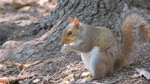 Squirrel Eating Nut at Base of Tree