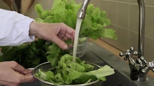Washing green leaves of salads under running water in the kitchen. Healthy eating