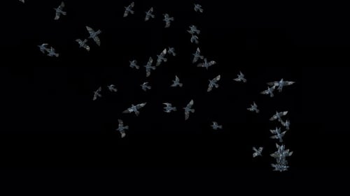 19 fliegende Krähenvogelfledermaus 4K