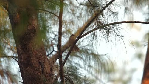 Sparrow Perched on Branch Amid Autumnal Foliage with Natural Sunlight