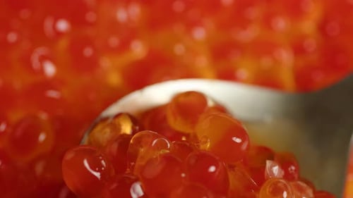 Glistening Red Caviar on a Silver Spoon