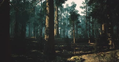 Realistic Sunlight Rays Moving Through Forest Trees