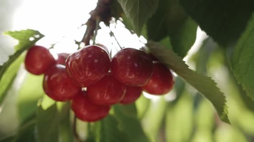 CloseUp of Ripe Red Cherries Hanging on a Tree Branch in Orchard