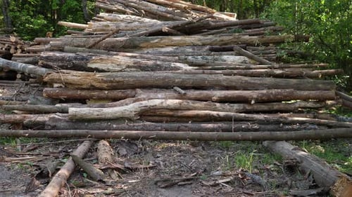 Logging Industry Log Storage in the Forest