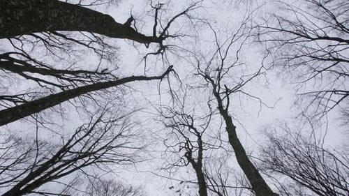 Hornbeam and Oak Trunks in the Forest Camera Movement Looking Up at Treetops