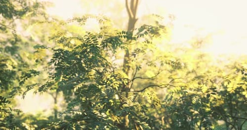 Bright Morning Light Filtering Through Lush Green Foliage in a Serene Forest