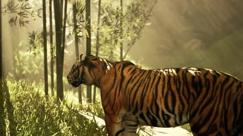 Amidst the Thick Bamboo a Tiger Remains Motionless Searching for Its Next Meal