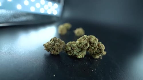 A close up detailed creative crane movement shot of a cannabis plant, marijuana flower in a clear pl