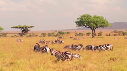 Zebras Grazing Peacefully on the African Savanna