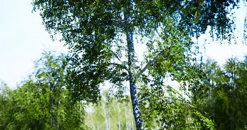Tall Green Birch Tree in a Tranquil Forest Under Bright Sunlight