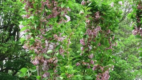 Finished cherry blossom on flagpole cherry trees in springtime. Prunus Amanogawa.