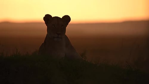 Lioness relaxing in Kenya savannah at Sunset