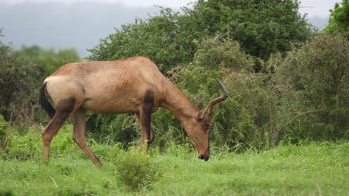 Pan: Beautiful Red Hartebeest walks wet African savanna to eat grass