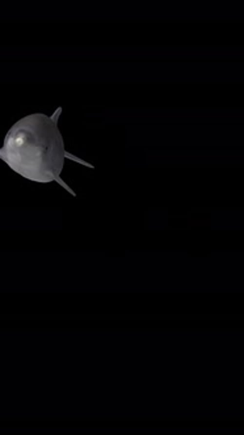 Delfin, der von rechts über der Kamera aufschwimmt, Alphakanal, vertikale transparente Animation