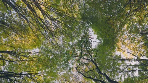 Copas de árboles en el bosque
