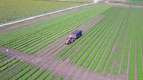 Old Tractor and trailer crossing a Parsley field, Aerial footage.