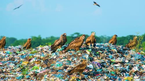 Birds Perched on a Large Garbage Dump