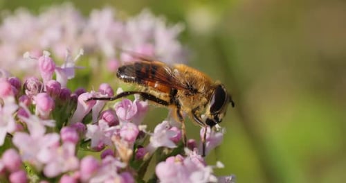 Helophilus pendulus est un syrphe européen.