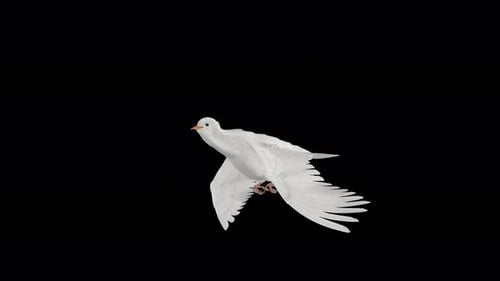 Romantic Dove - White Pigeon Bird - Flying Loop - Aerial Side Angle Close Up- Alpha Channel - 4K
