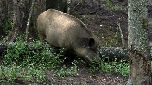 Wild Boar in the Forest Smells and Eats Bush Shoots