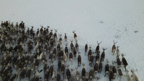 Deer Running Through a Snowy Forest in Winter Drone Shot