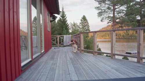 Dog Standing On Deck Near Lake